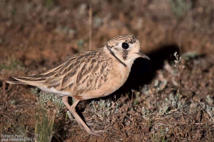 Inland Dotterel