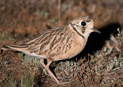 Inland Dotterel