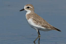 Greater Sand Plover