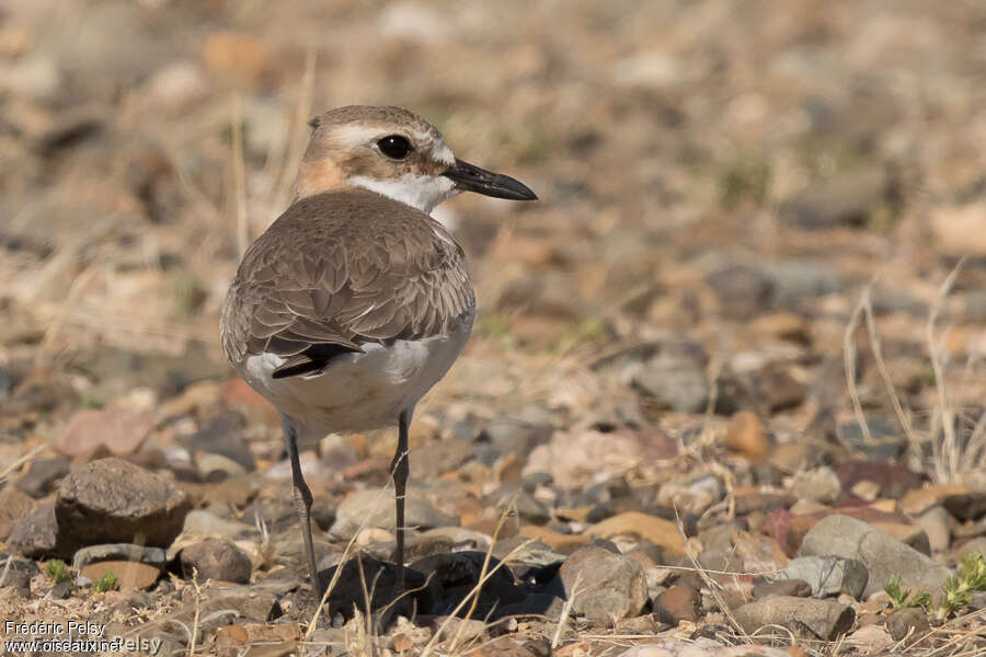 Greater Sand Plover female adult breeding, pigmentation