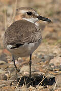 Greater Sand Plover