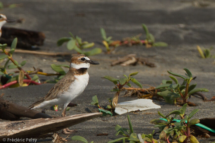 Wilson's Plover male