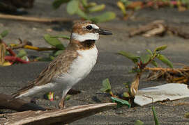 Wilson's Plover