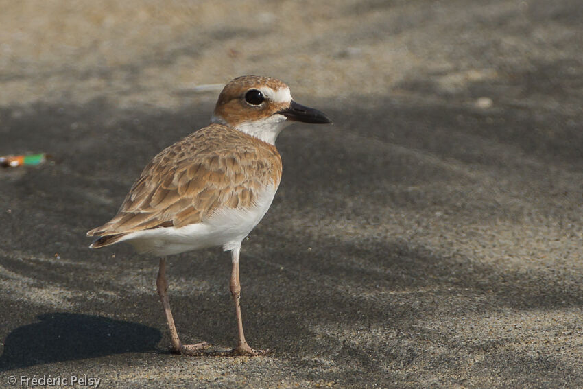 Wilson's Plover female