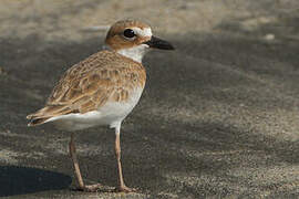 Wilson's Plover