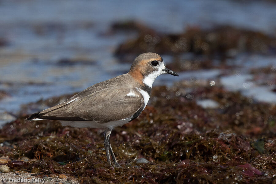 Two-banded Plover