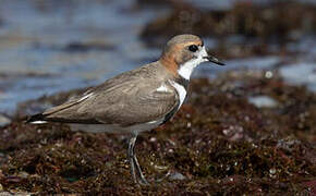 Two-banded Plover