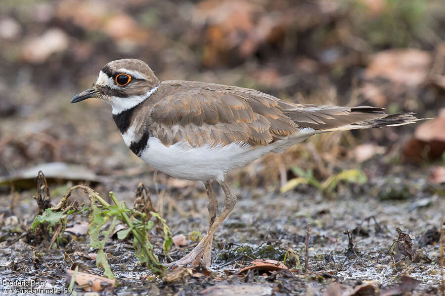 Killdeeradult, identification