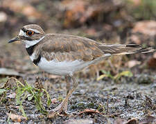 Killdeer