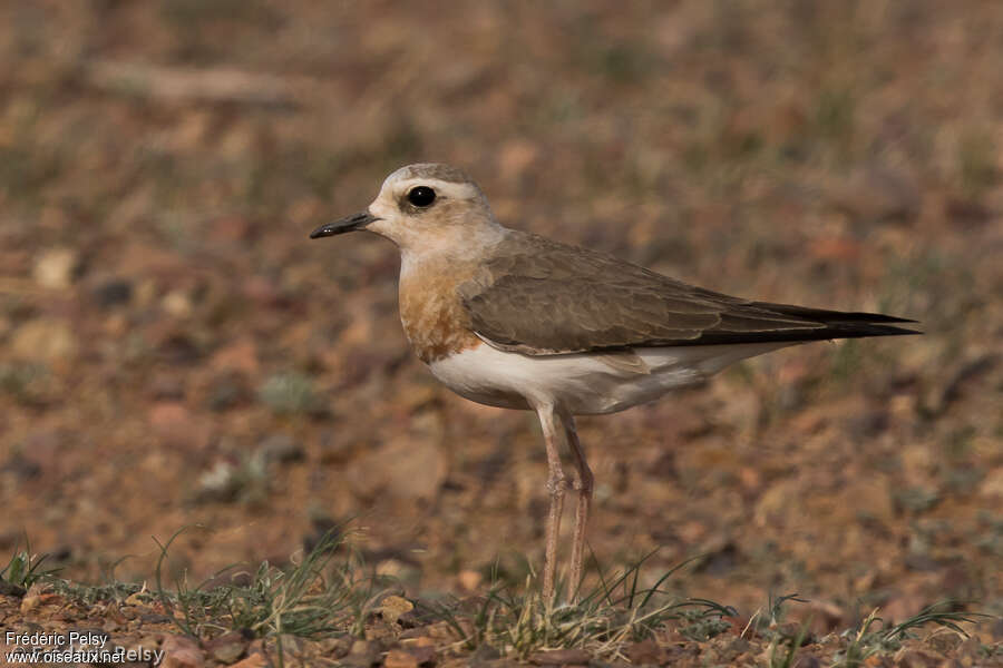 Gravelot oriental femelle adulte, identification