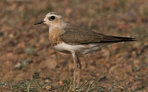 Oriental Plover