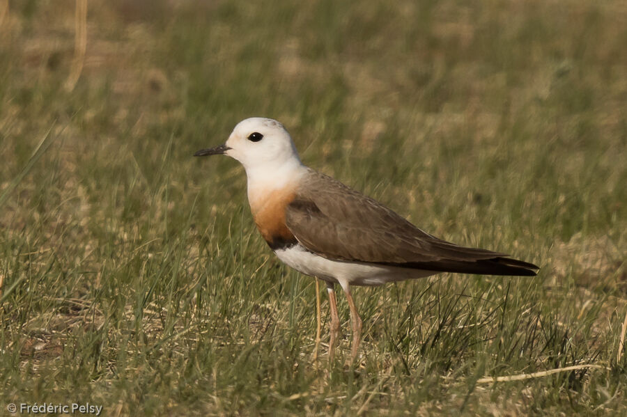 Oriental Plover male adult, identification