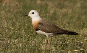 Oriental Plover