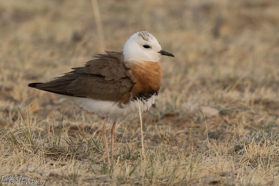 Oriental Plover male adult, close-up portrait