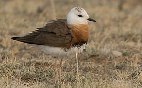 Oriental Plover