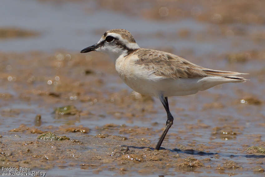 Kittlitz's Plover female adult breeding, identification