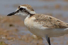 Kittlitz's Plover