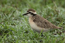 Kittlitz's Plover