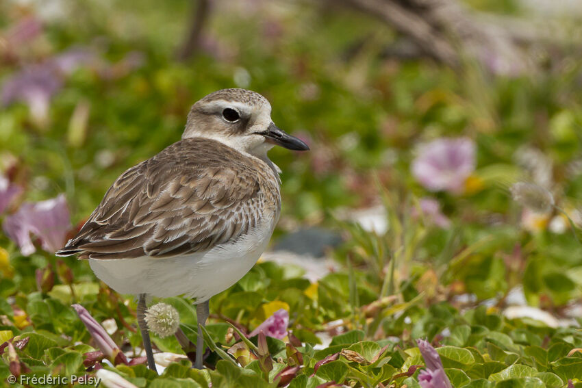 New Zealand Plover