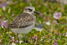 New Zealand Plover