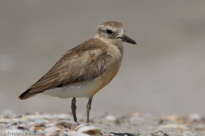 New Zealand Ploveradult