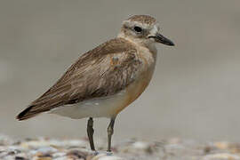 New Zealand Plover