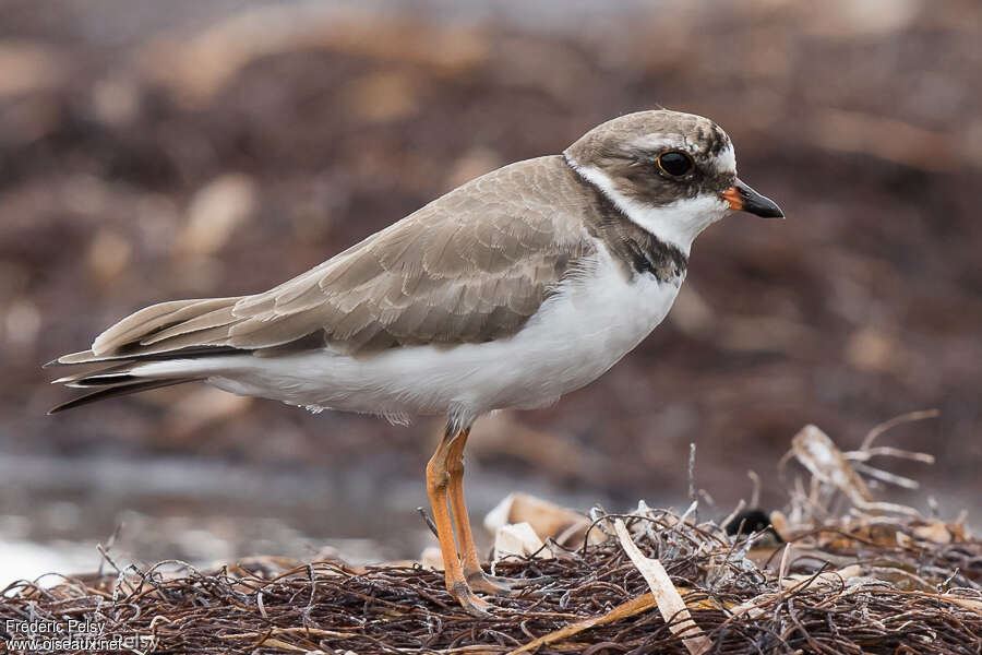 Semipalmated Ploveradult transition, identification