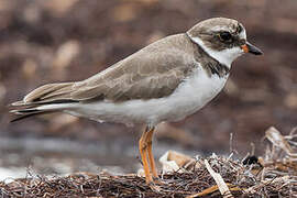 Semipalmated Plover