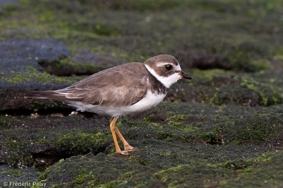 Semipalmated Plover