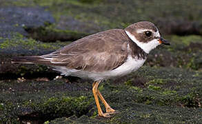 Semipalmated Plover