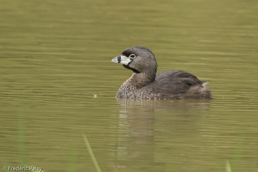 Pied-billed Grebeadult, identification