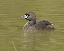 Pied-billed Grebe