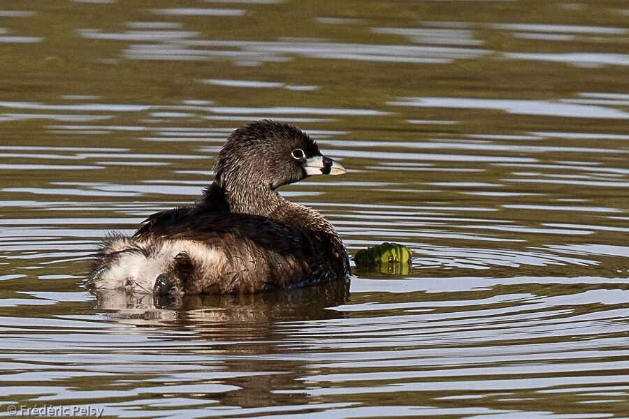 Pied-billed Grebe