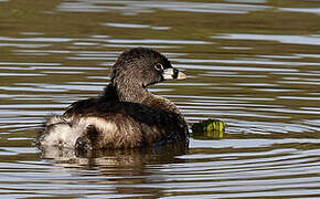 Pied-billed Grebe