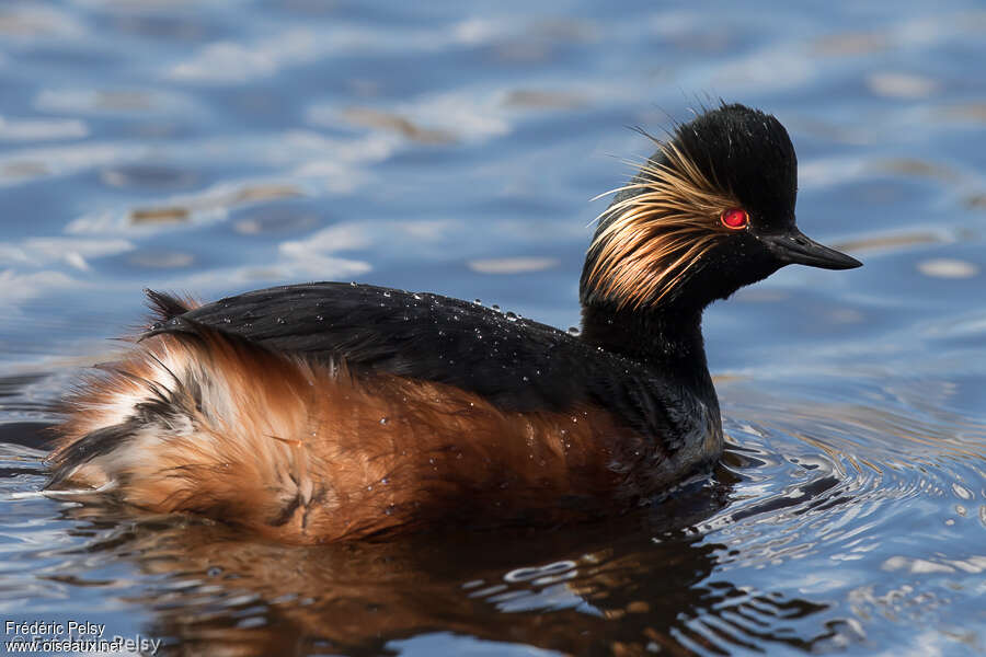 Black-necked Grebeadult breeding, close-up portrait