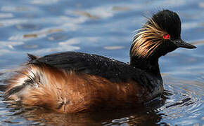 Black-necked Grebe