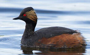 Black-necked Grebe