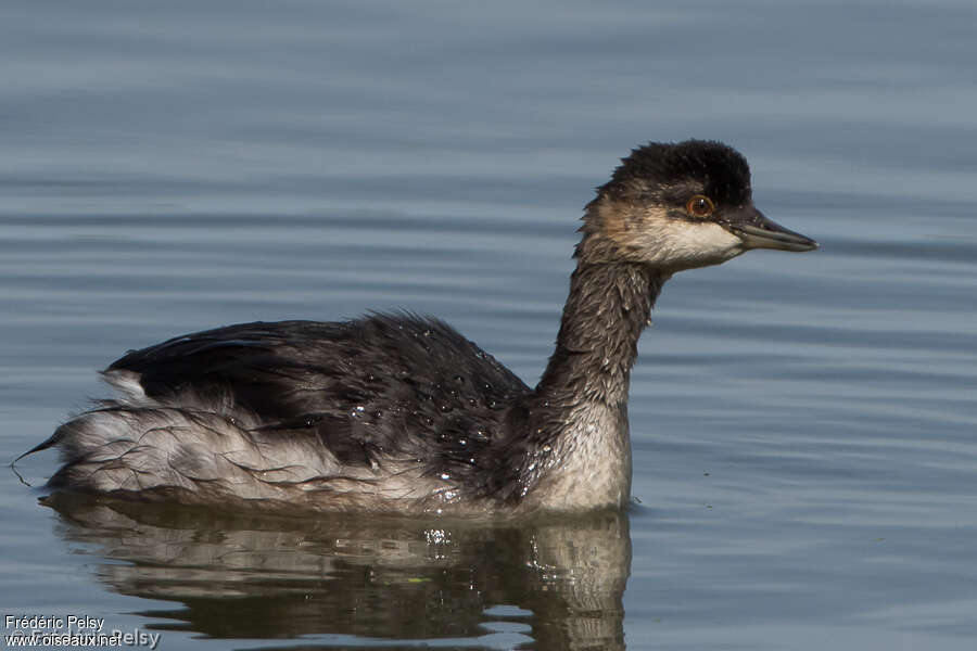 Black-necked GrebeFirst year, identification