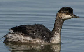 Black-necked Grebe