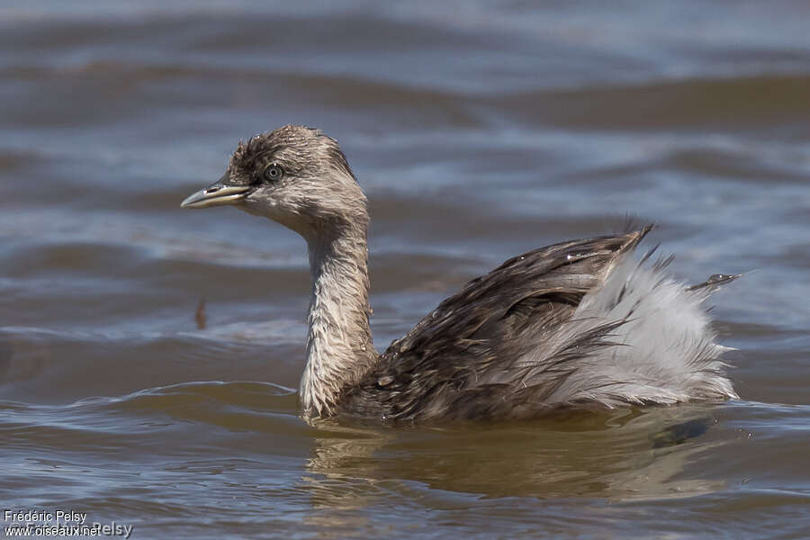 Hoary-headed Grebeadult