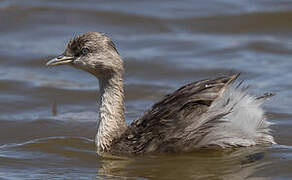 Hoary-headed Grebe