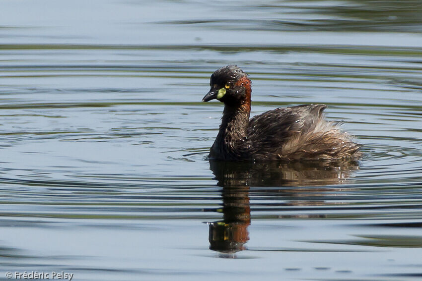 Australasian Grebeadult