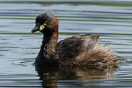 Australasian Grebe