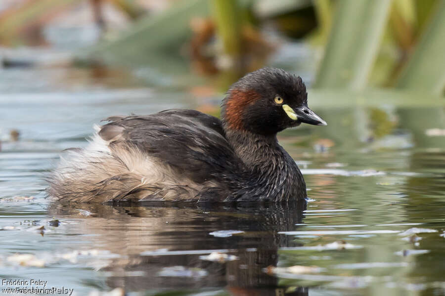 Grèbe australasienadulte nuptial, identification