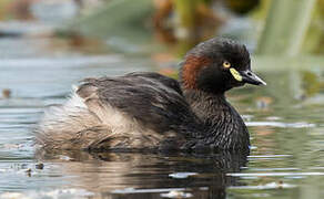 Australasian Grebe