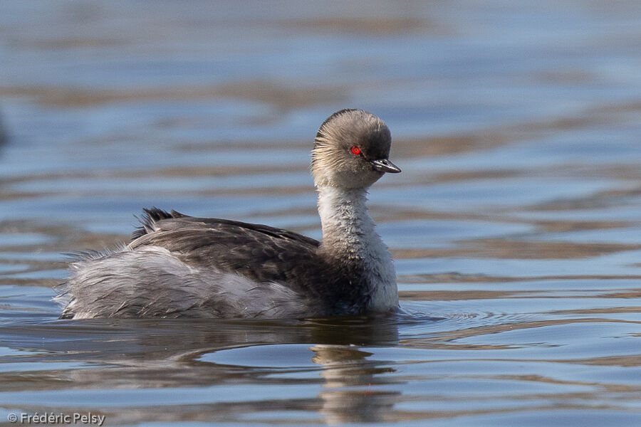 Silvery Grebe