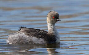 Silvery Grebe