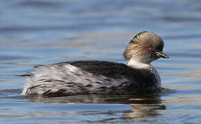 Silvery Grebe