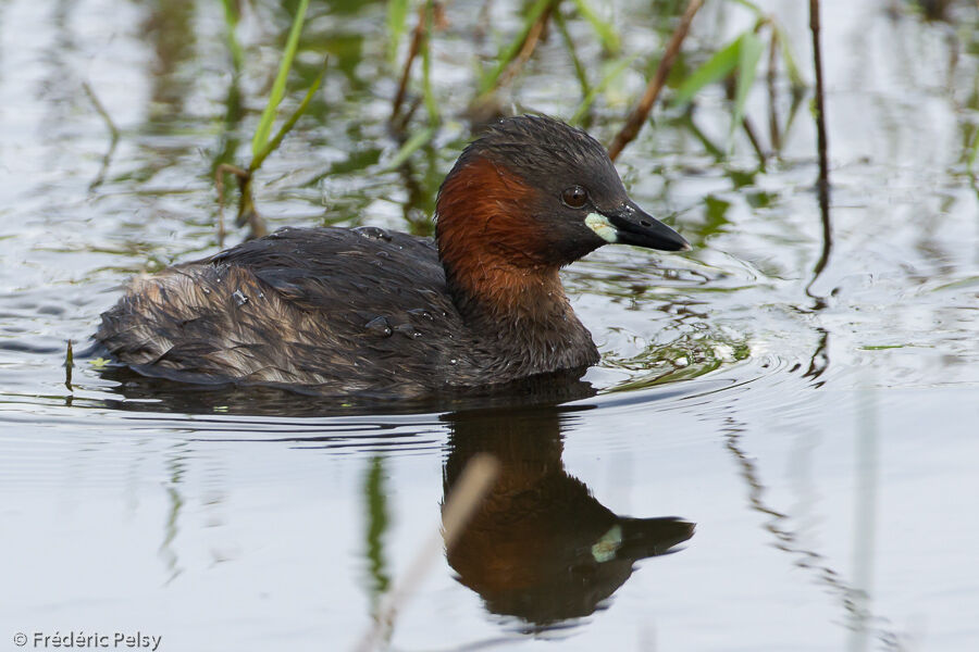 Little Grebeadult breeding