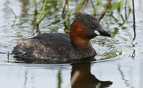 Little Grebe